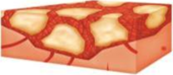A clot forms around the mechanically stable matrix provided by the granules. The structural integrity of the gelatin fibrin matrix enables it to remain in place at the tissue surface.